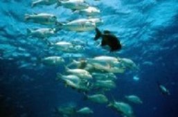 Konferensi AFFP Akan Dibuka di Sana'a