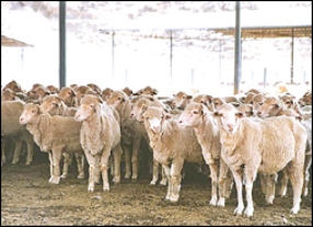 Sambut Ramadlan Yaman Impor Kambing Somalia