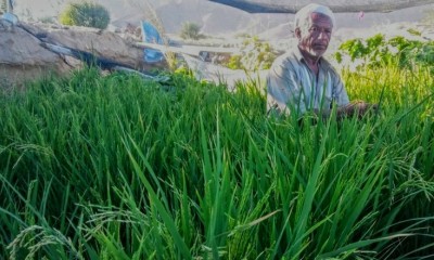 Tanaman Padi Pertama di Hadhramaut