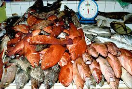 Yaman-Mauritania Diskusikan Kerjasama Perikanan