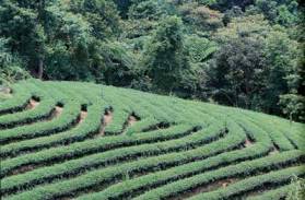 Diskusi Yaman WB Tentang Pertanian Tadah Hujan