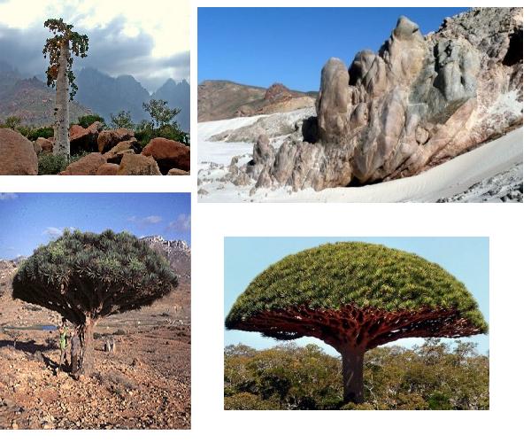 Selama Oktober 163 Wisatawan Asing Berkunjung Ke Pulau Saqotra