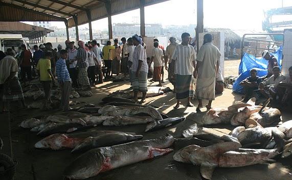 Menteri Perikanan Tinjau Proyek Ikan Di Abyan
