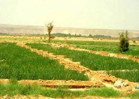 Malaysia Berikan Bimbingan Pertanian di Hadhramaut