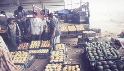 Peningkatan Produk Sayuran Di Yaman Pada Tahun 2012 Cukup Signifikan