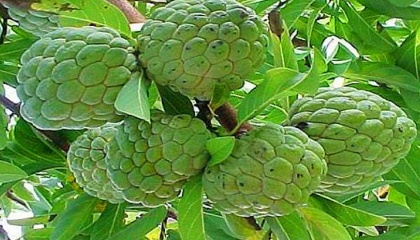 Petani Mukalla Berhasil Tanam Srikaya 