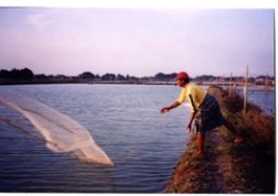 Proyek Tambak Senilai USD 18 Juta di Hadhramaut